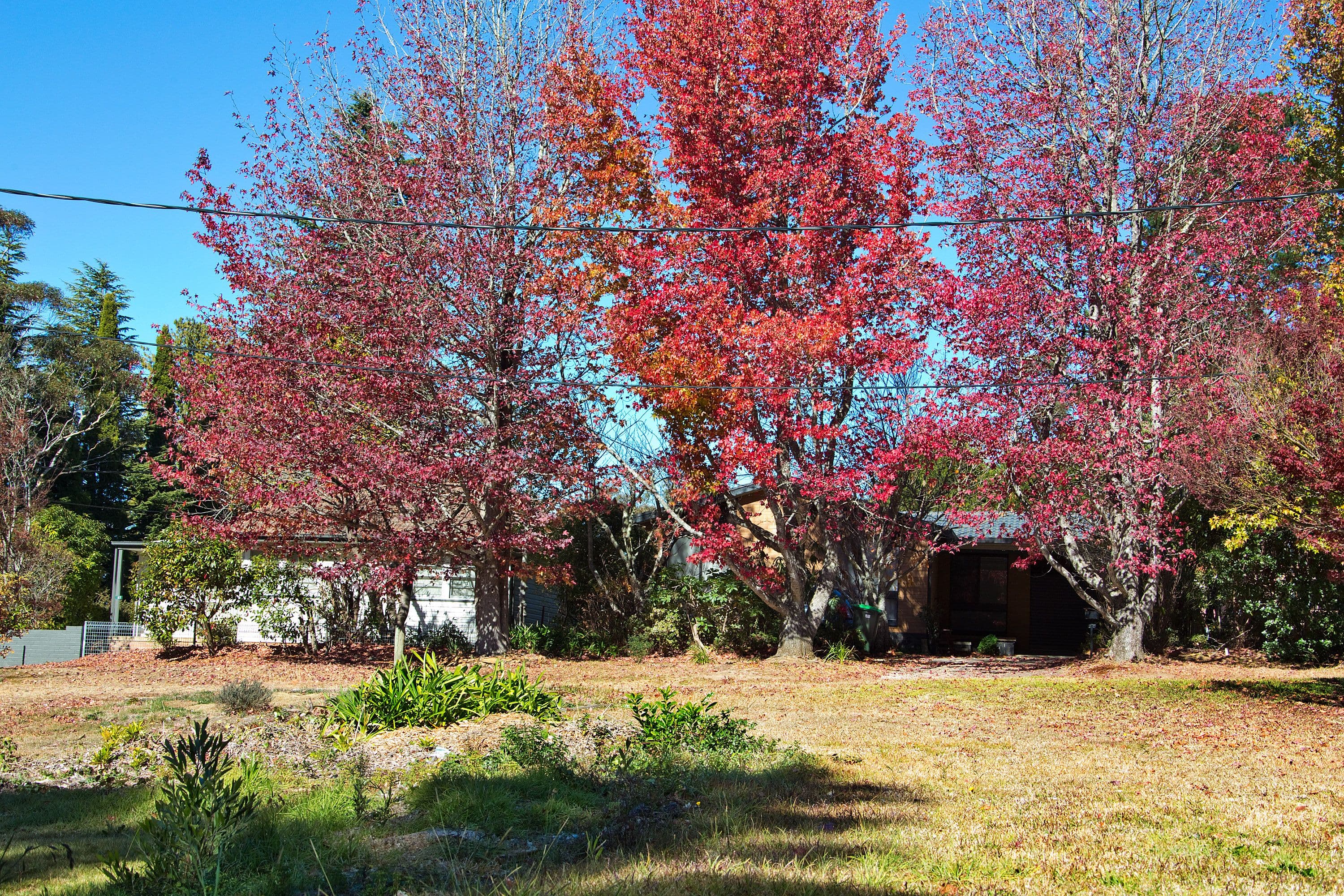 22 Belvidere Avenue, Blackheath NSW 2785, Blackheath - Thumbnail 3