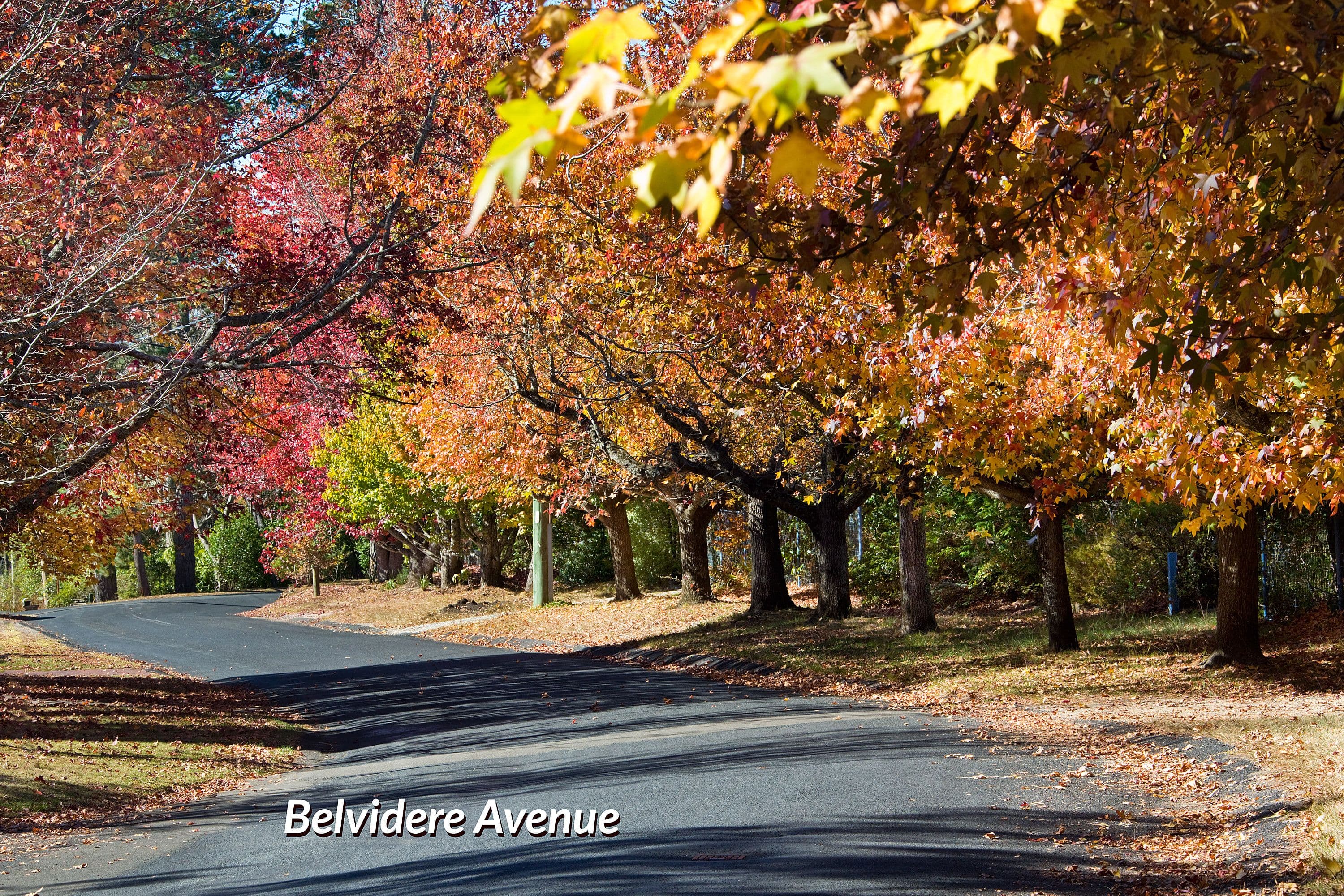 22 Belvidere Avenue, Blackheath NSW 2785, Blackheath - Thumbnail 4