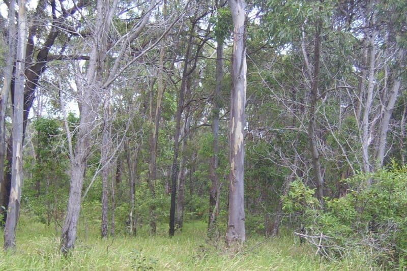 5 Darling Street, Russell Island QLD 4184, Russell Island - Image 1