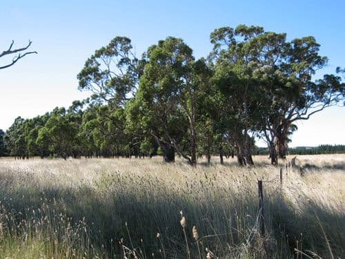 Lot 11 Roseview Estate, TARAGO NSW 2580, Tarago - Thumbnail 4