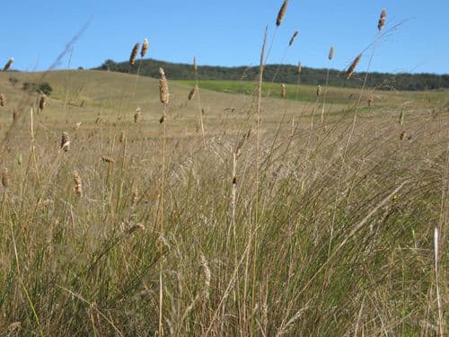 Lot 11 Roseview Estate, TARAGO NSW 2580, Tarago - Thumbnail 5