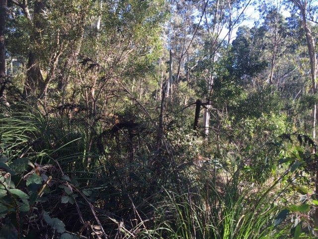9 Godson Avenue, Blackheath NSW 2785, Blackheath - Thumbnail 4