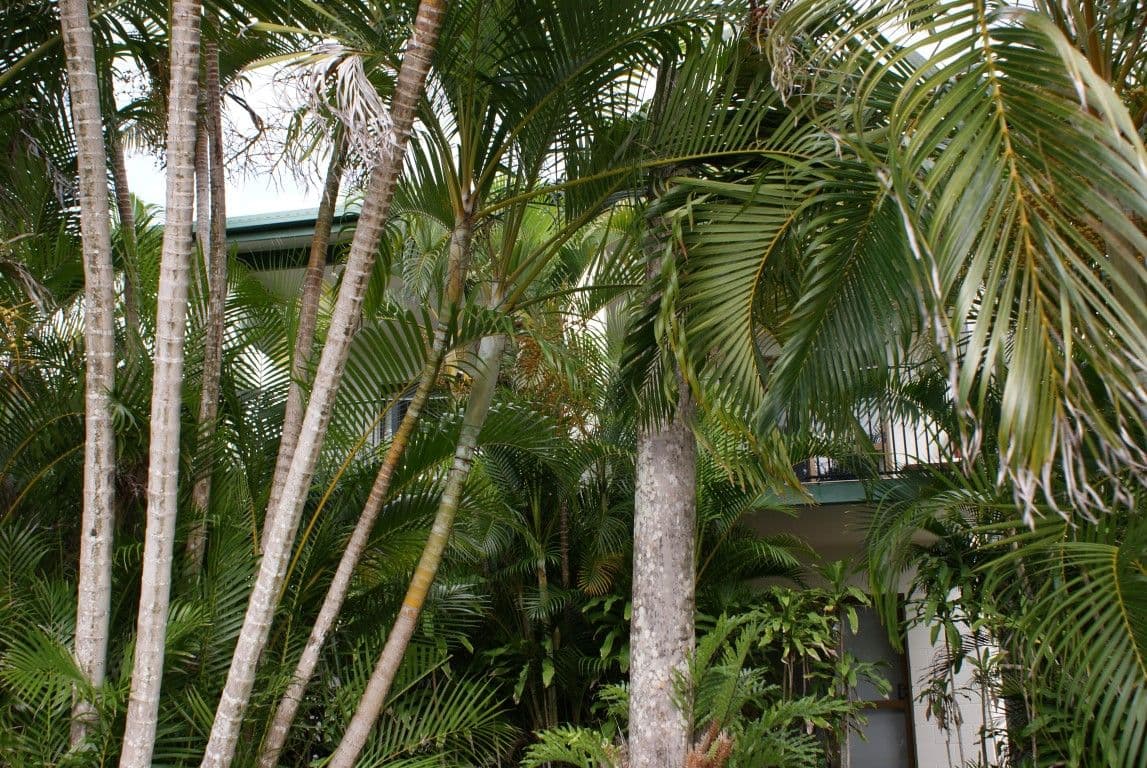 40 Wall Street, SOUTH MISSION QLD 4852, South Mission Beach - Thumbnail 5