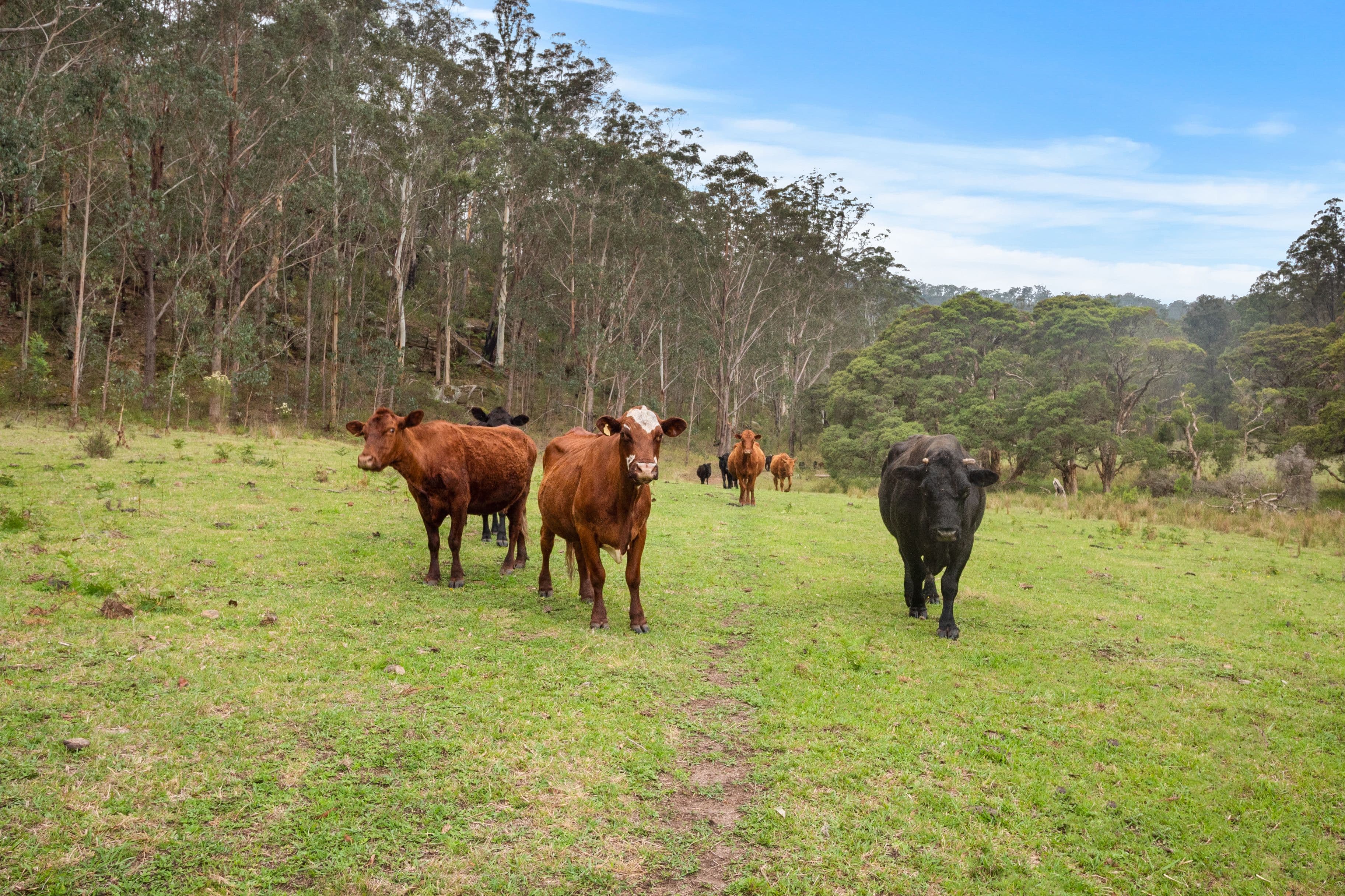 1780 Putty Valley Road, Putty NSW 2330, Putty - Thumbnail 3