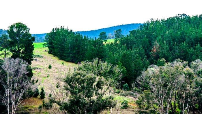 Lot 21 McAlpine Mews, Nannup WA 6275, Nannup - Thumbnail 4