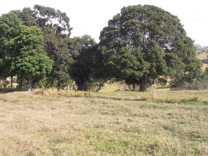 Lot 241 Hecks Road, GLAMORGAN VALE QLD 4306, Glamorgan Vale - Thumbnail 3