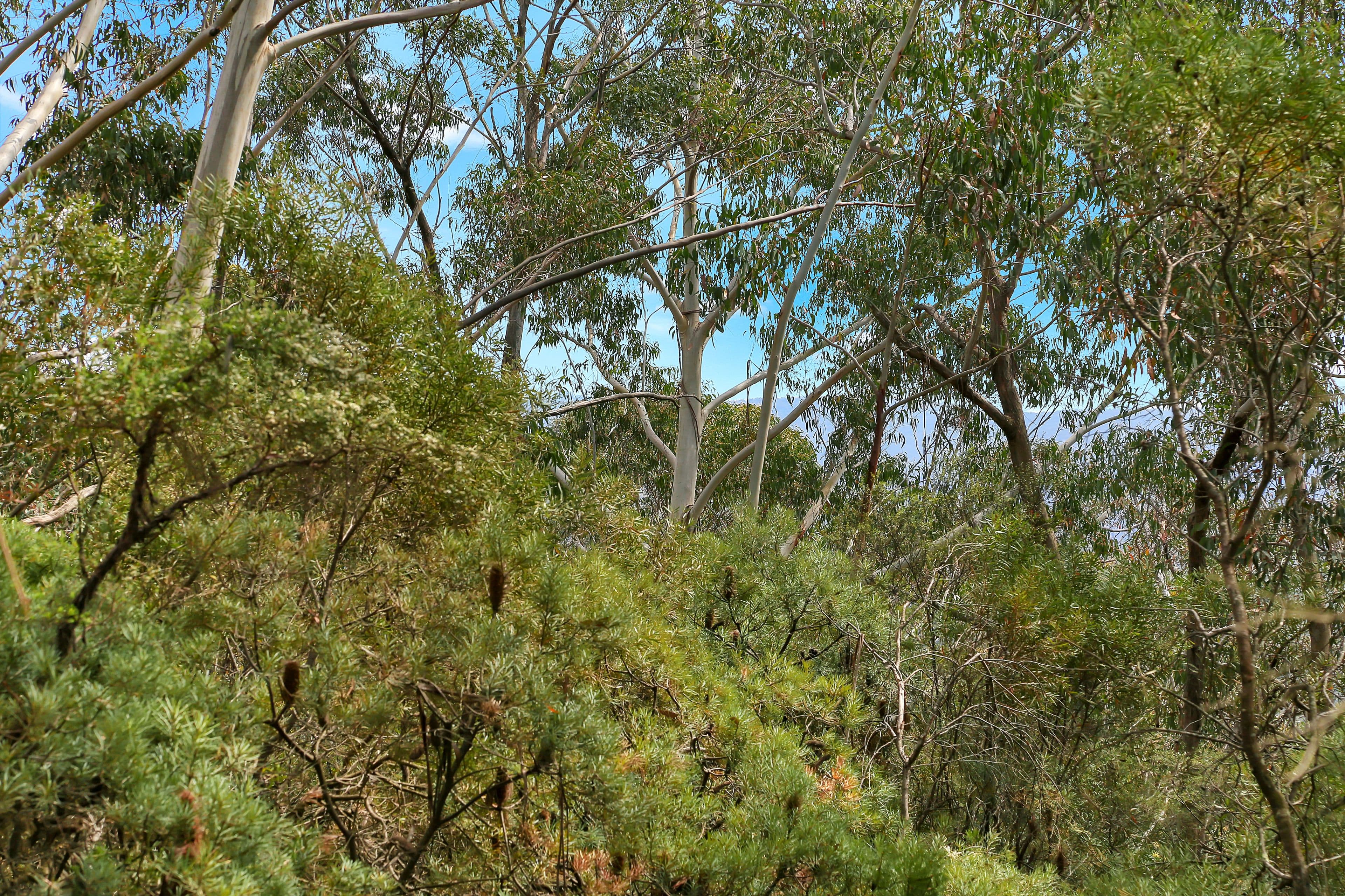 42 Sylvania Street, Mount Victoria NSW 2786, Mount Victoria - Thumbnail 2