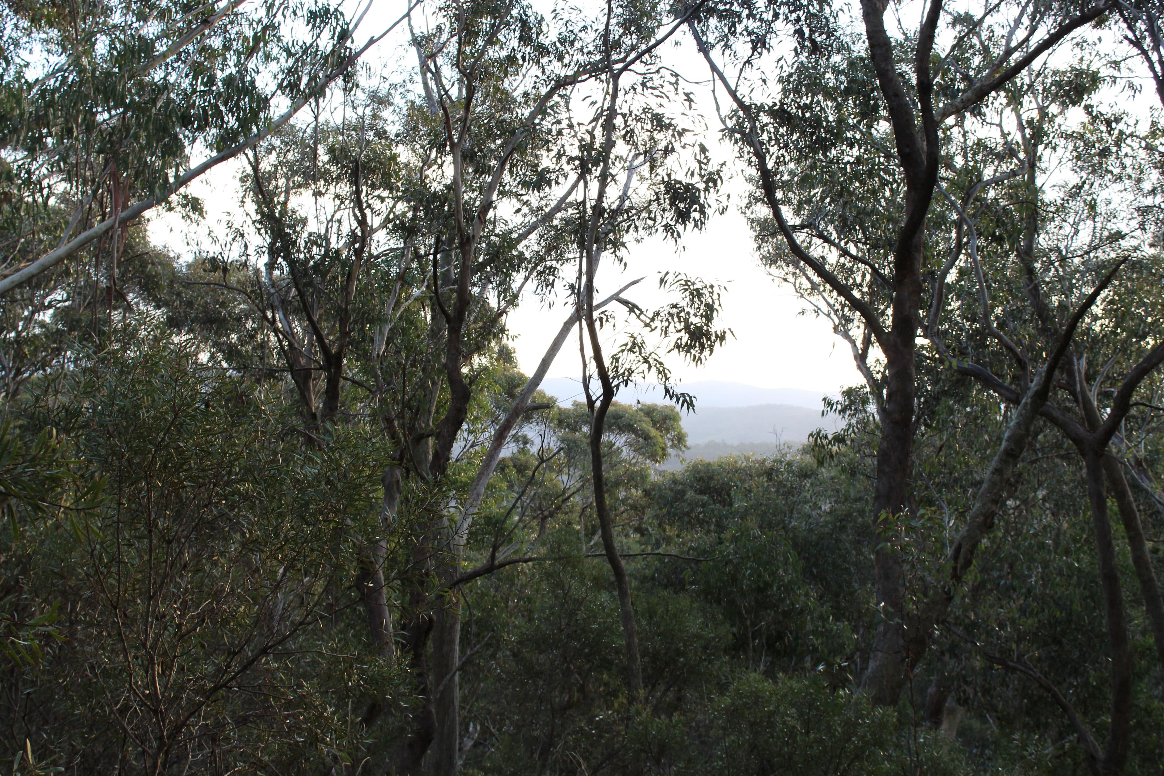 42 Sylvania Street, Mount Victoria NSW 2786, Mount Victoria - Thumbnail 5