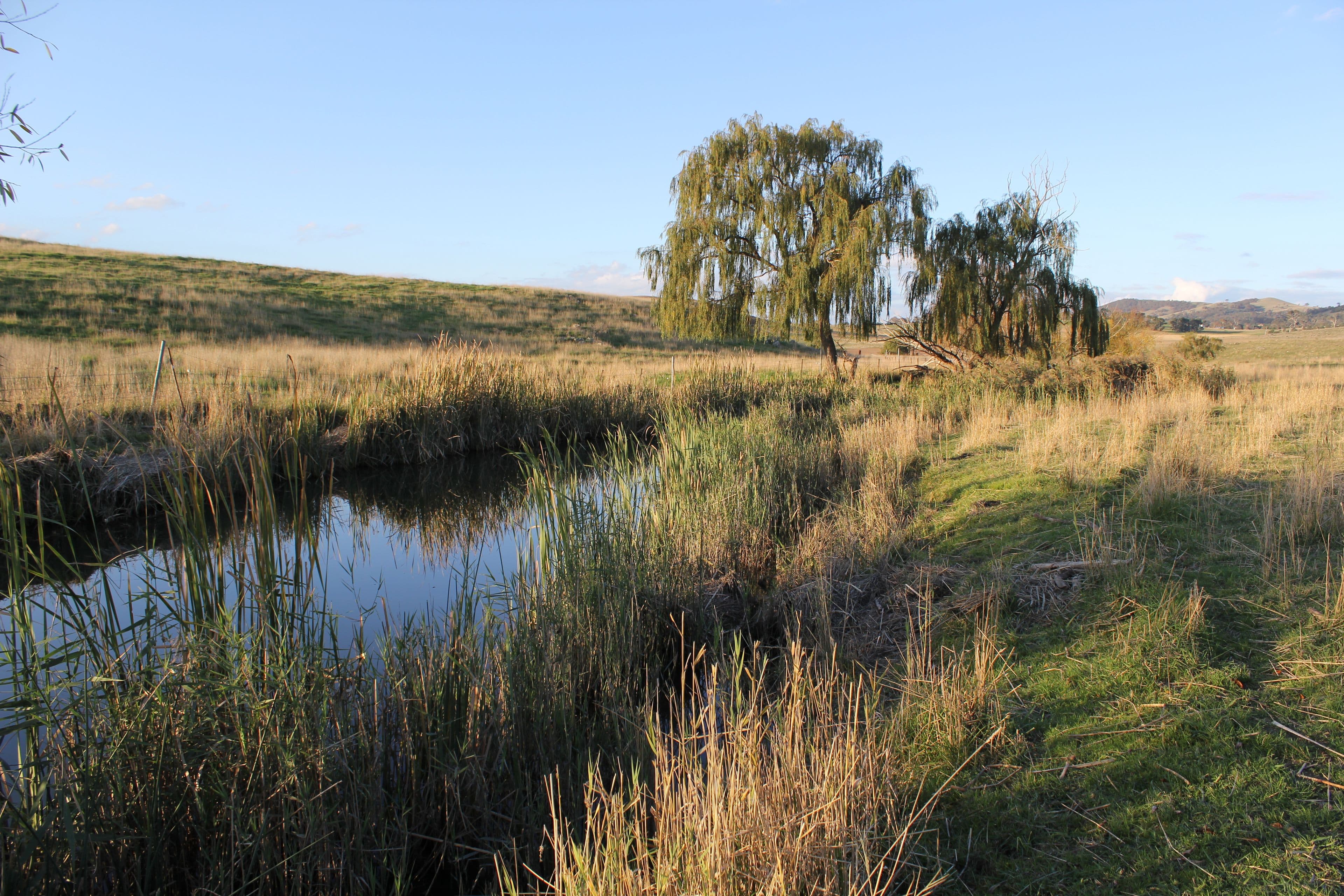 Lot 1 Wallaroo Road., Wallaroo NSW 2618, Wallaroo - Thumbnail 6