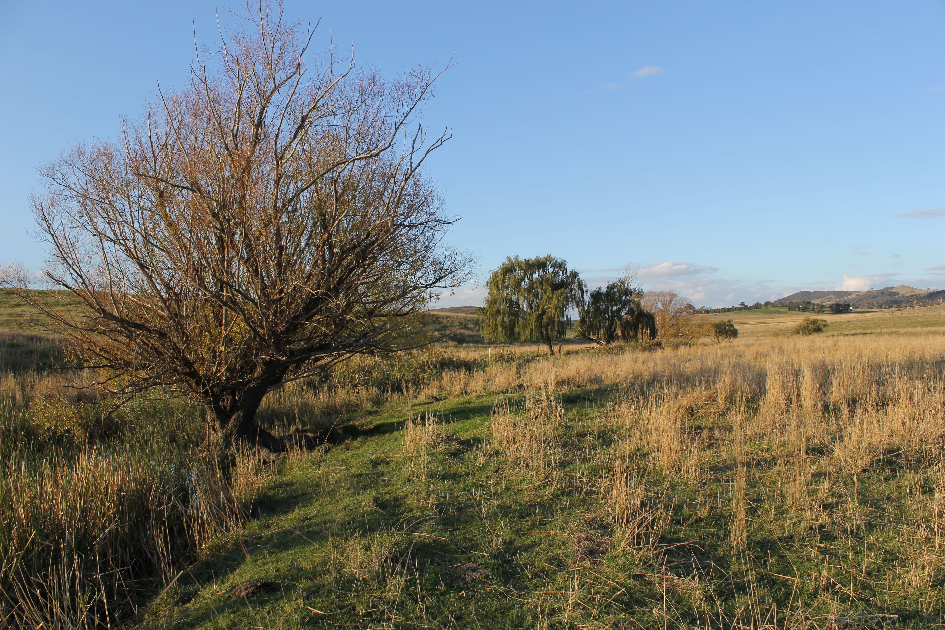 Lot 1 Wallaroo Road., Wallaroo NSW 2618, Wallaroo - Thumbnail 8