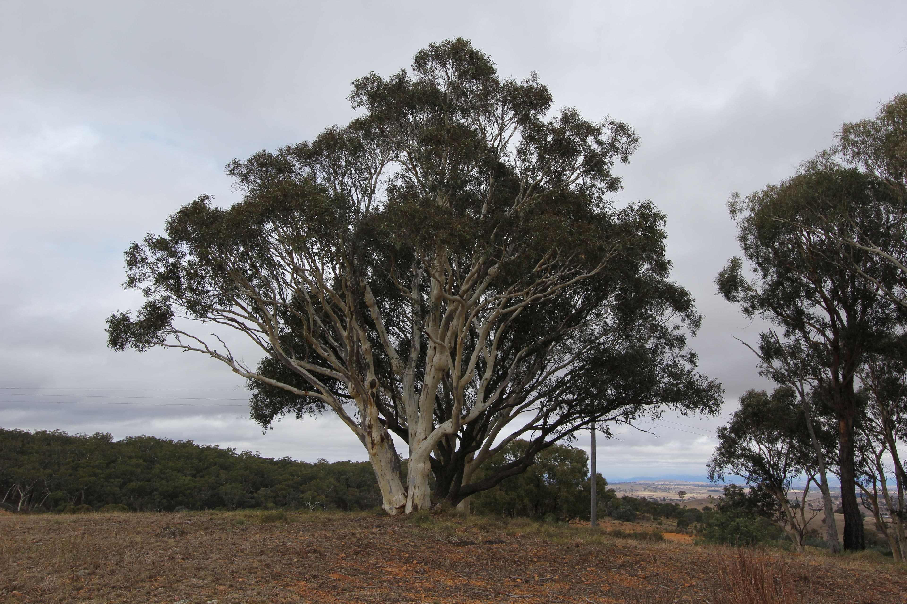 Lot 1 Reardons Road., Yass NSW 2582, Yass - Thumbnail 2