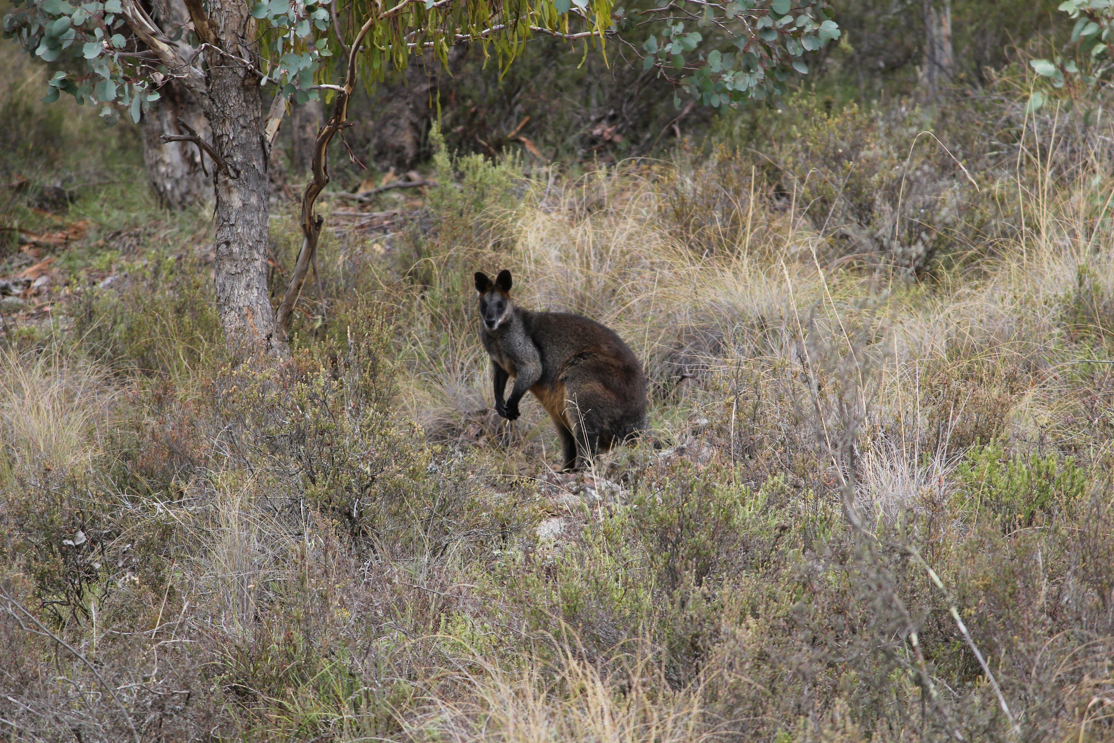 Lot 1 Reardons Road., Yass NSW 2582, Yass - Thumbnail 3
