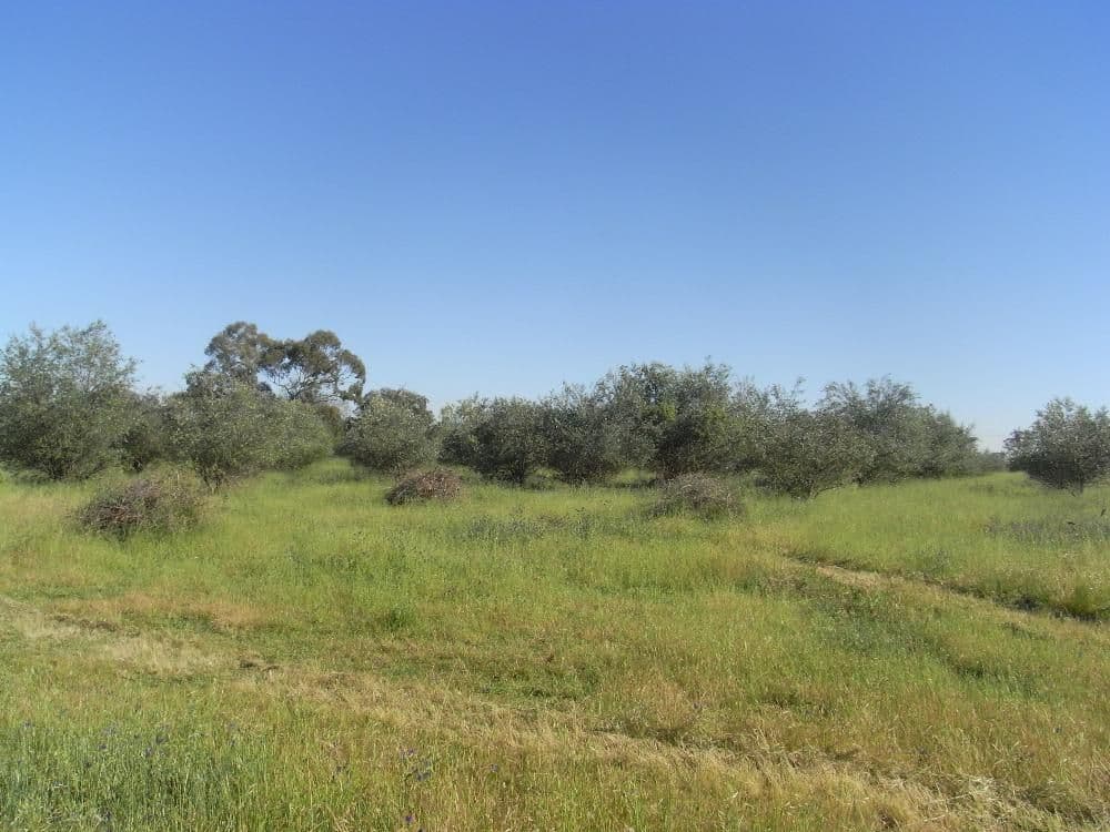 Lot 3 Belmore Street, HOWLONG NSW 2643, Howlong - Image 1