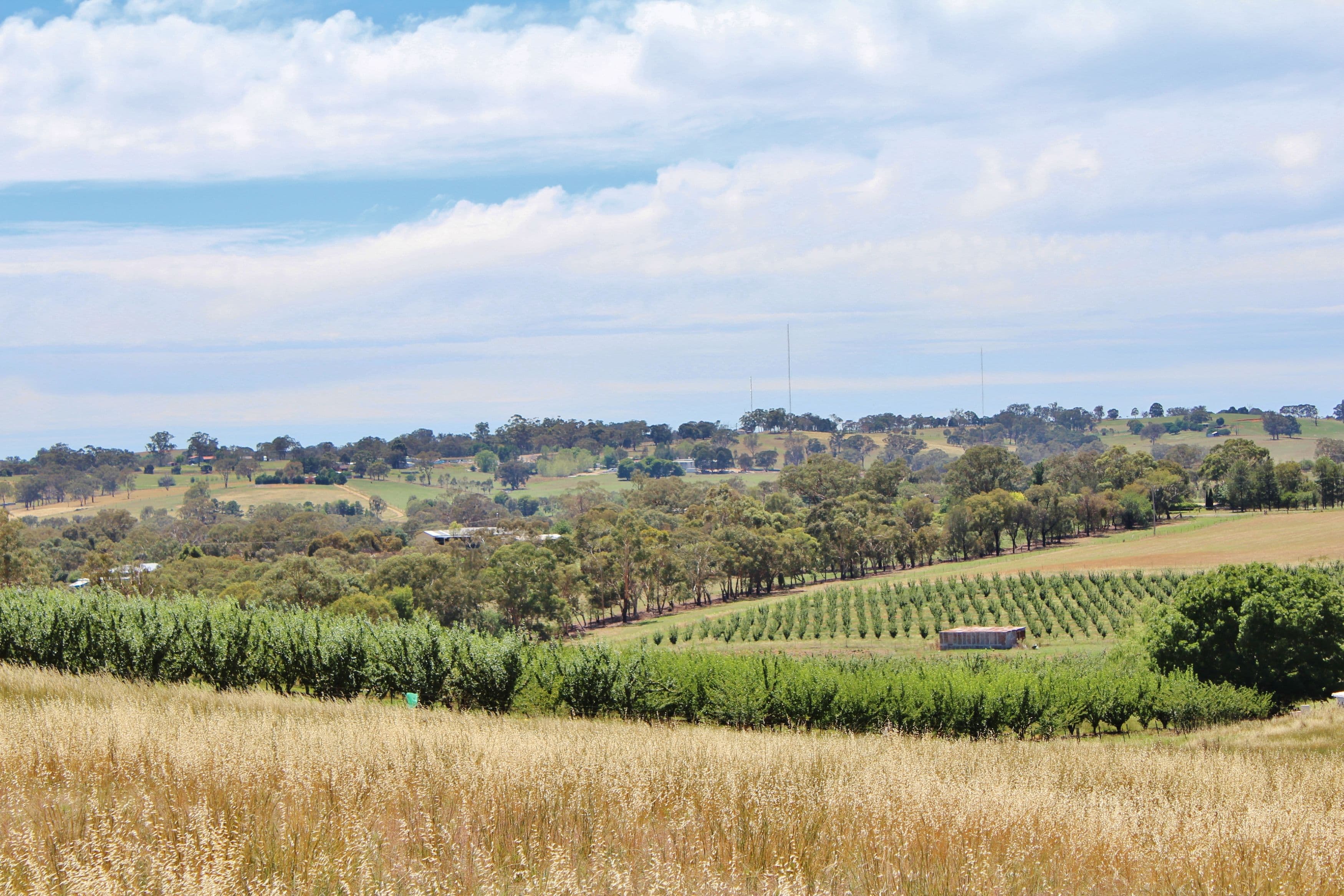 1376 Kingsvale Road, Young - Thumbnail 2