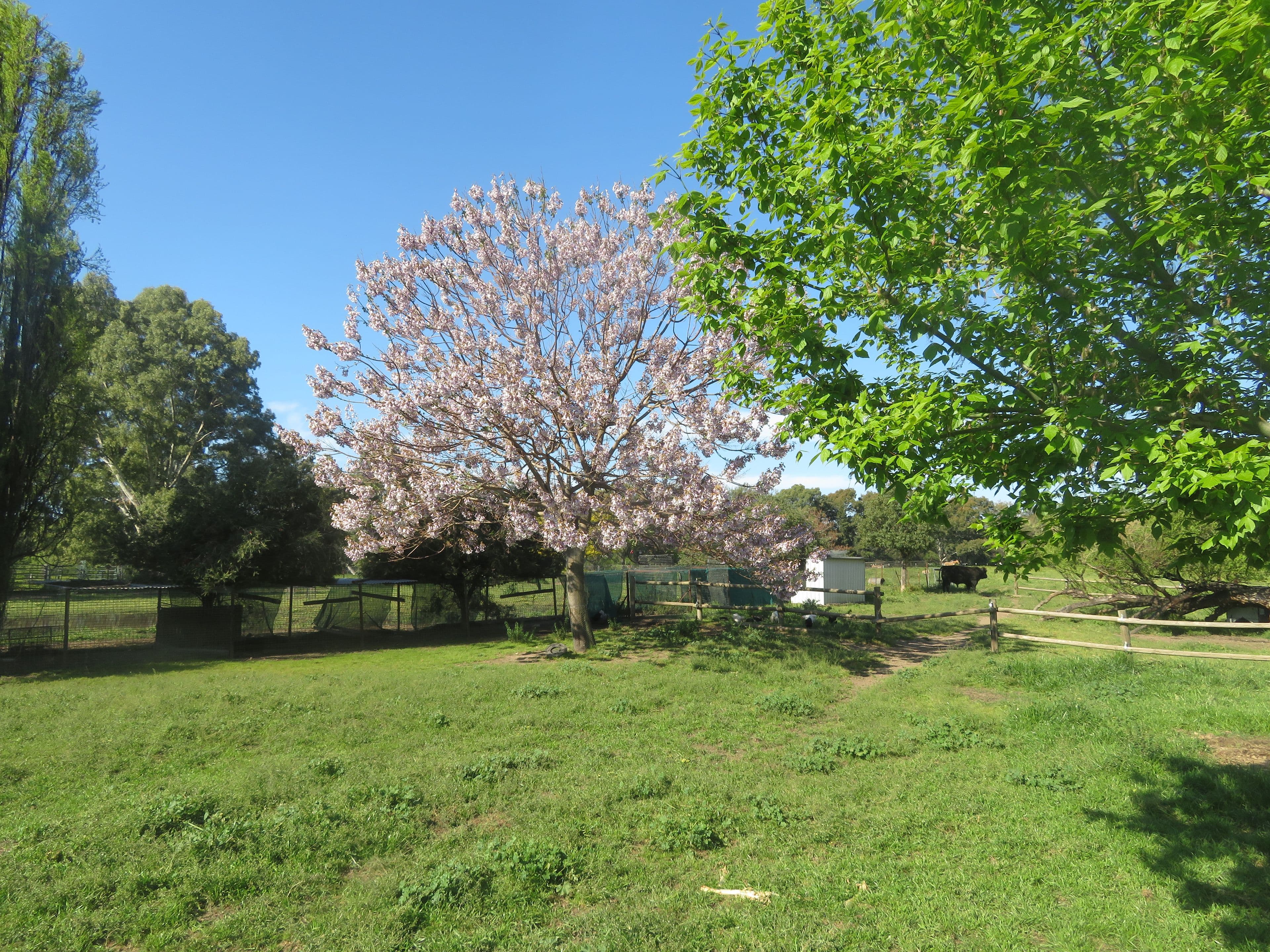 89 Brungle Road, Gundagai NSW 2722, Gundagai - Thumbnail 5