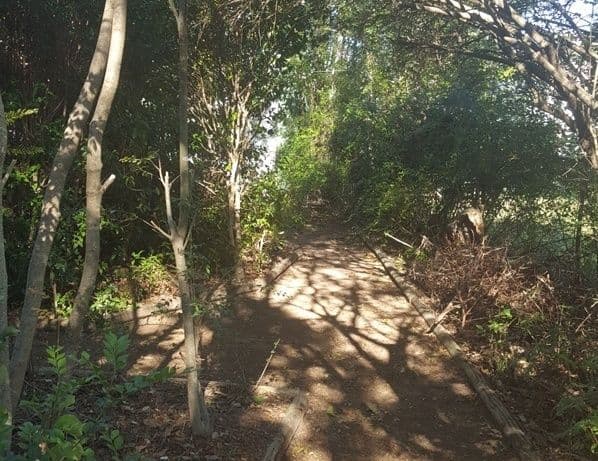 20 Cameo Street, Loganlea QLD 4131, Loganlea - Thumbnail 5
