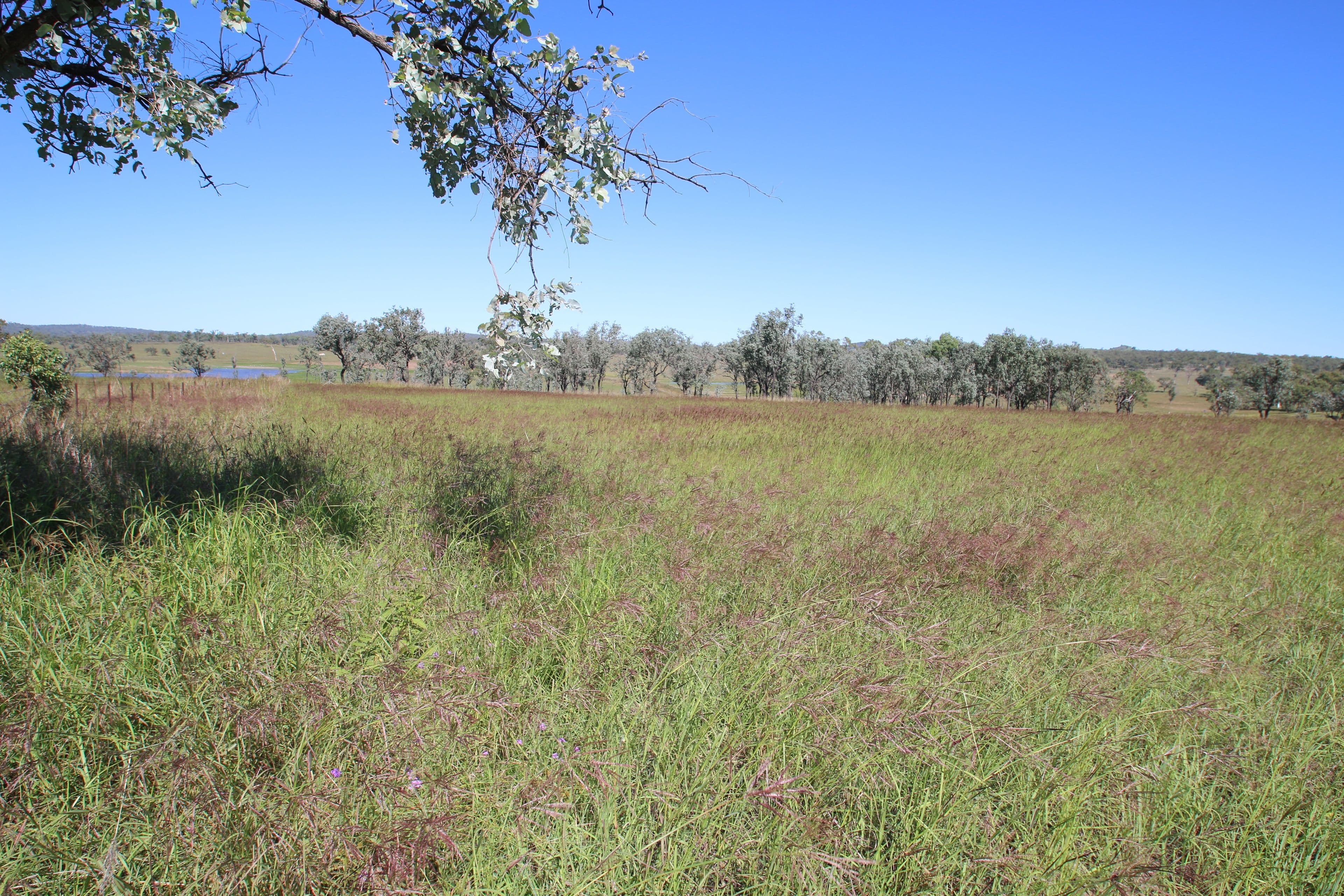 37 Bancroft School Road, MONTO QLD 4630, Monto - Thumbnail 2