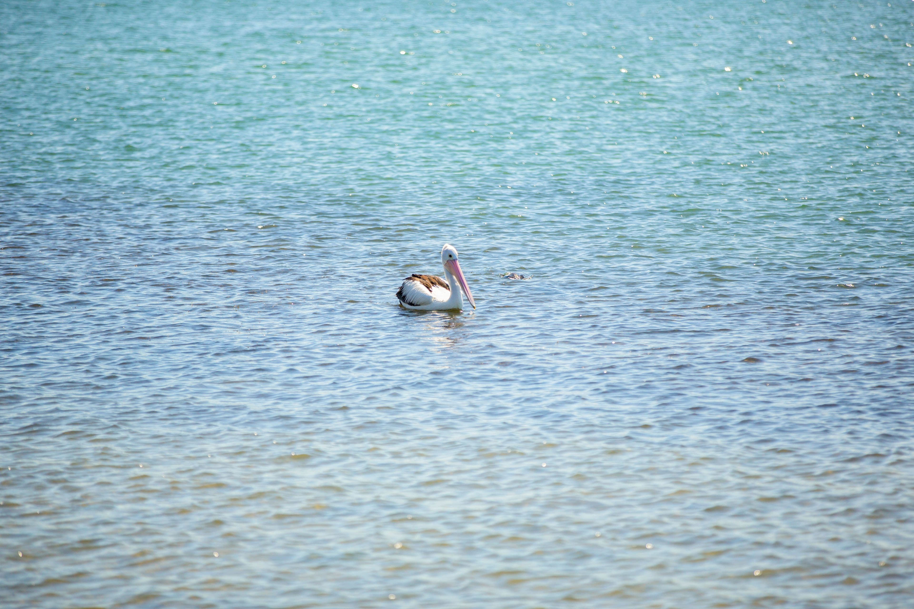 2 Buna Street, Maroochydore QLD 4558, Maroochydore - Thumbnail 8