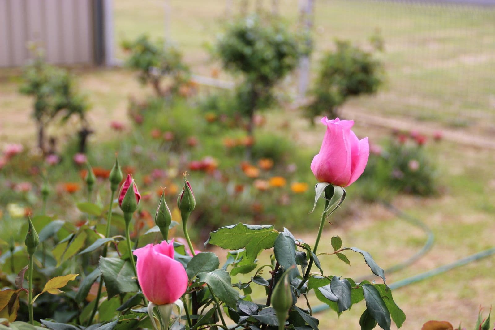 30 Knight Street, Coonabarabran - Thumbnail 4