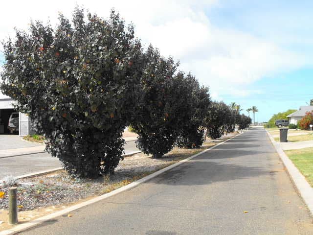 6 Yardi Quays, CARNARVON WA 6701, Carnarvon - Thumbnail 5