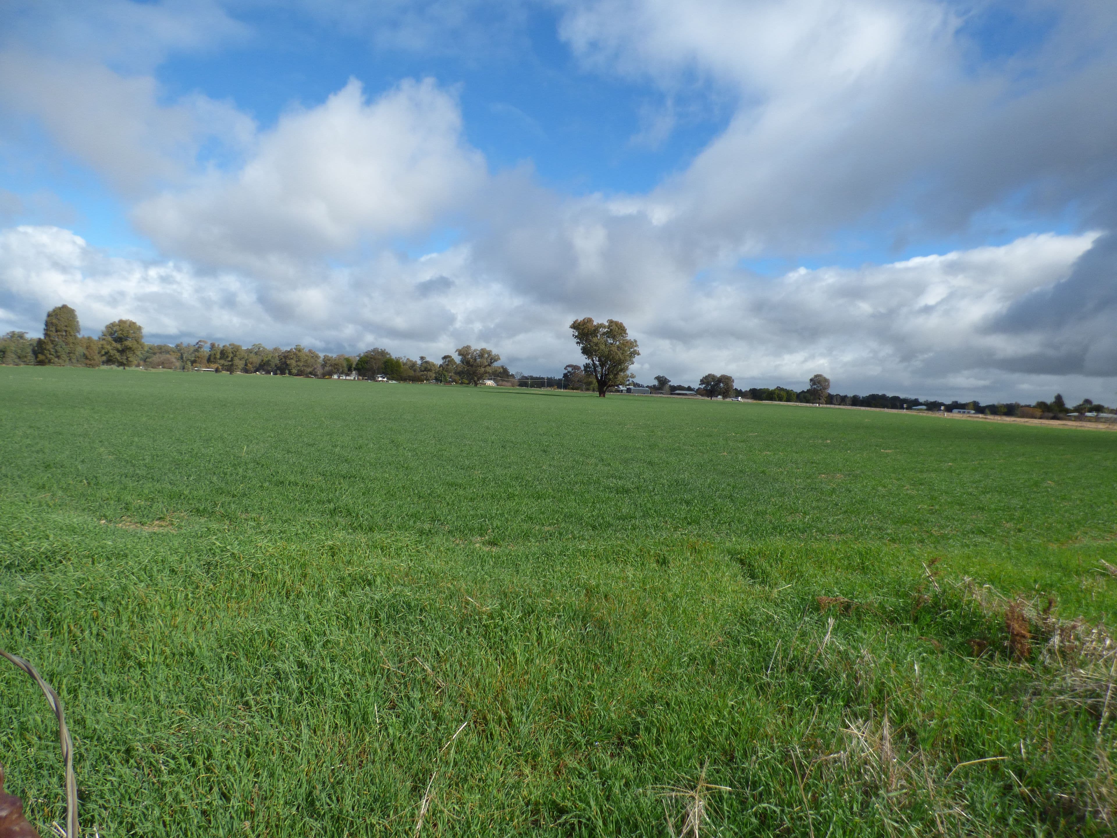 Corner River Road and Wambat Street, Forbes NSW 2871, Forbes - Thumbnail 6