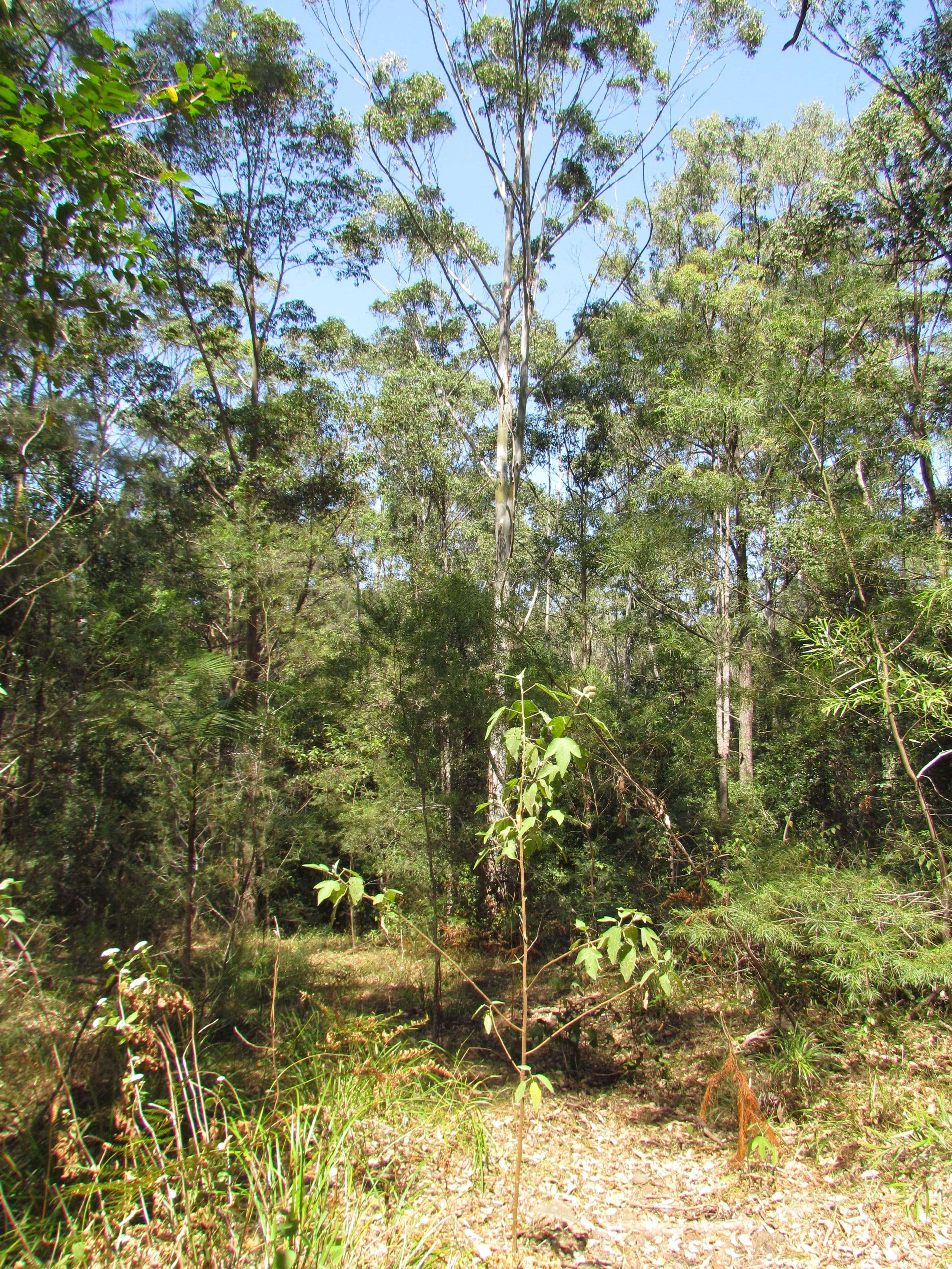 8510 Redgate Road, New Italy - Thumbnail 4