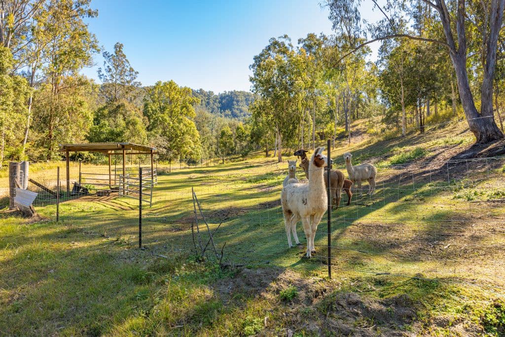 301 Cedarvale Road, Sandy Creek QLD 4515, Sandy Creek - Thumbnail 4