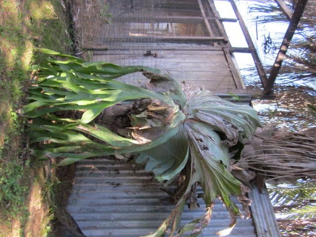 52 Linville Road, MOORE QLD 4314, Moore - Thumbnail 6