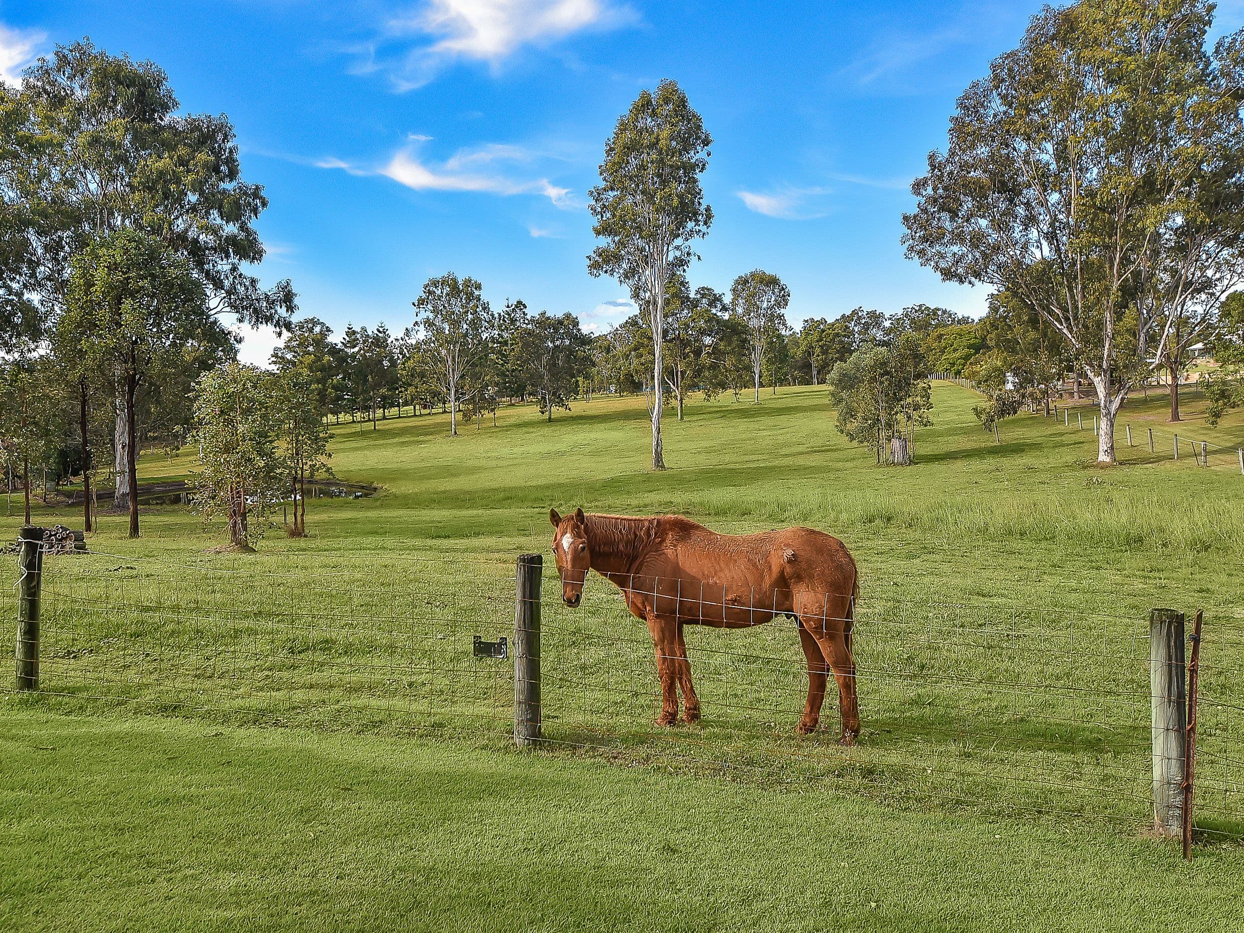 20 Mountain View Court, Samford Valley QLD 4520, Samford Valley - Thumbnail 3