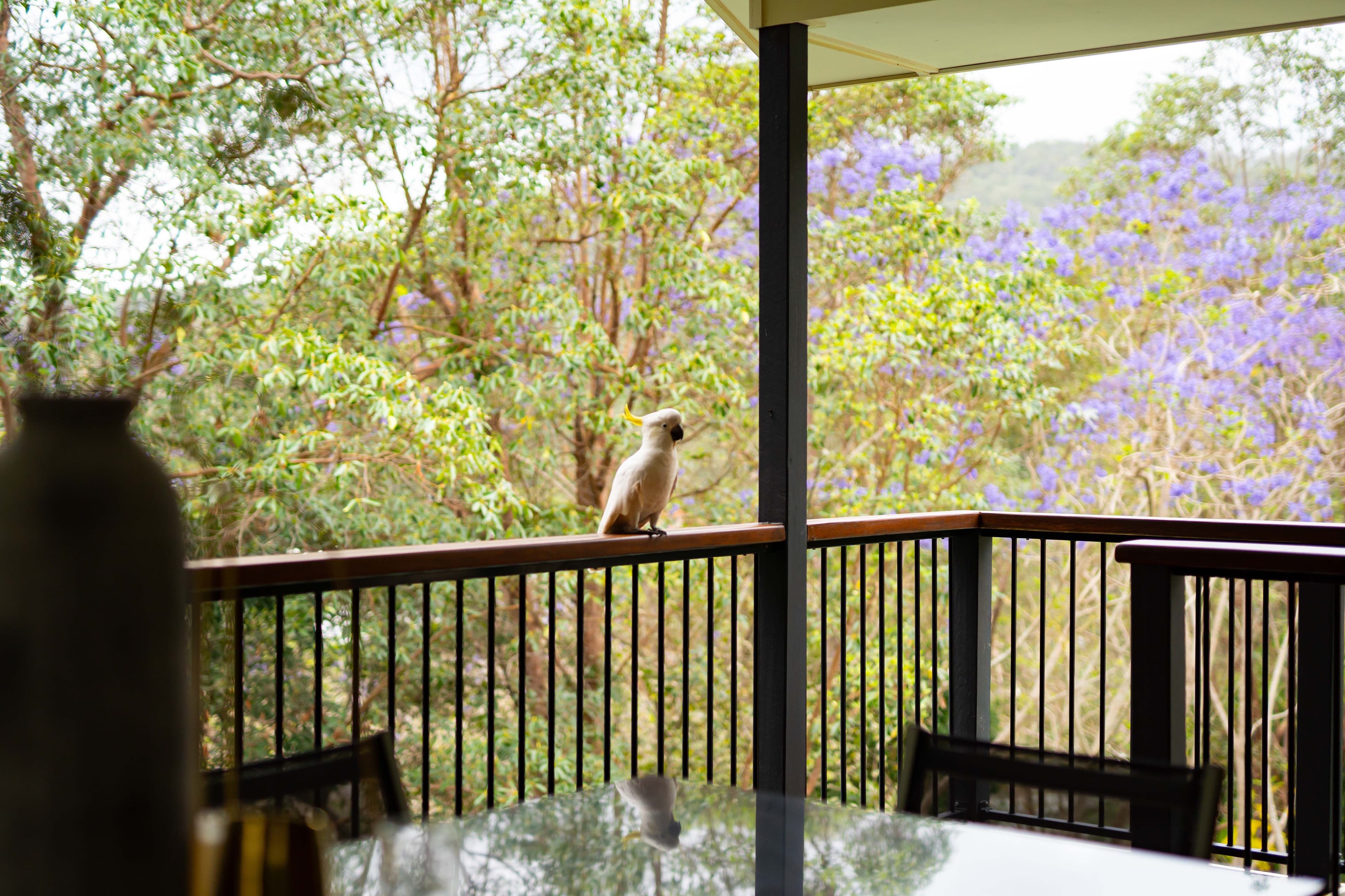 54 Clare Place, The Gap QLD 4061, The Gap - Thumbnail 3