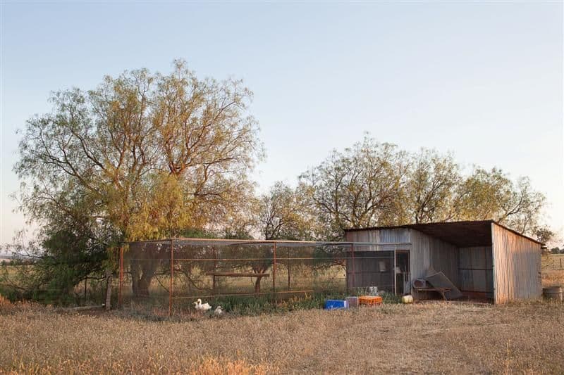 8 Tarwong Lane, GEURIE NSW 2818, Geurie - Thumbnail 5
