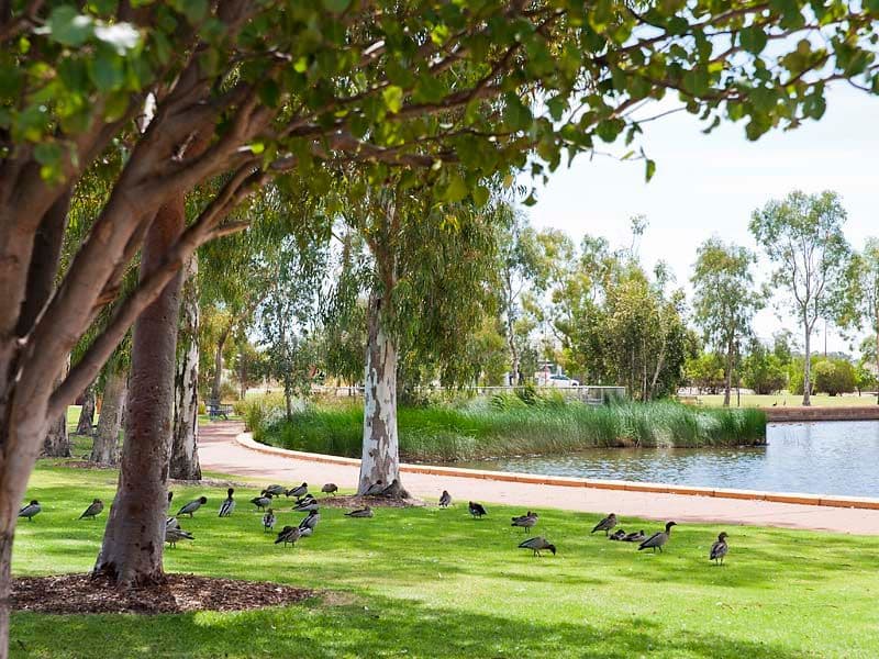 13 Selina View, Baldivis WA 6171, Baldivis - Thumbnail 3