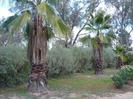 81-89 Mitchell Street, JINDERA NSW 2642, Jindera - Thumbnail 6
