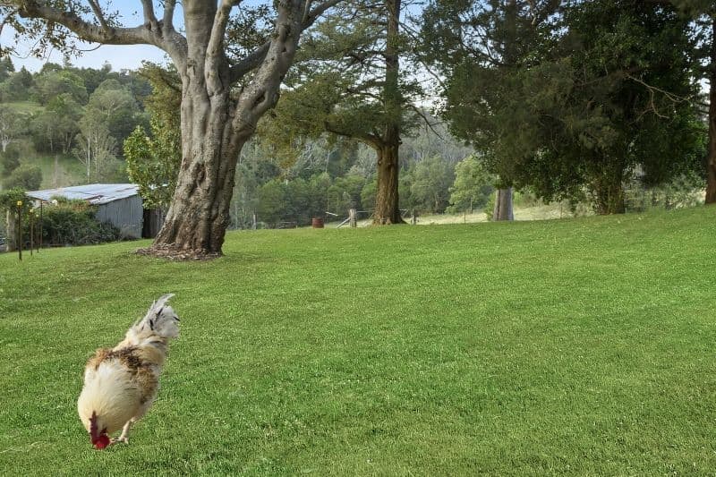 856 Bells Line Of Road, Kurrajong Hills - Thumbnail 2