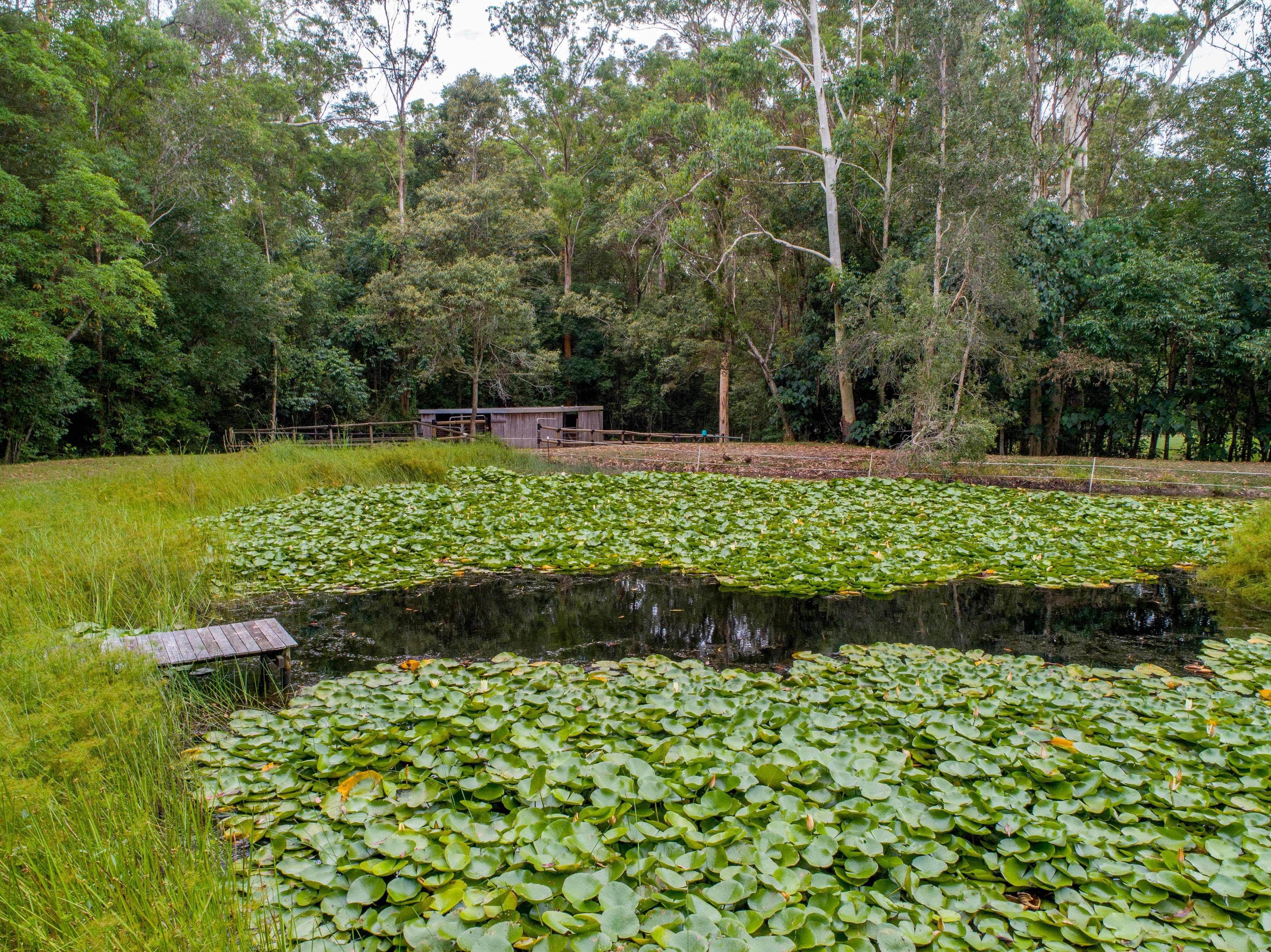 100 Whites Road, Landsborough QLD 4550, Landsborough - Thumbnail 6