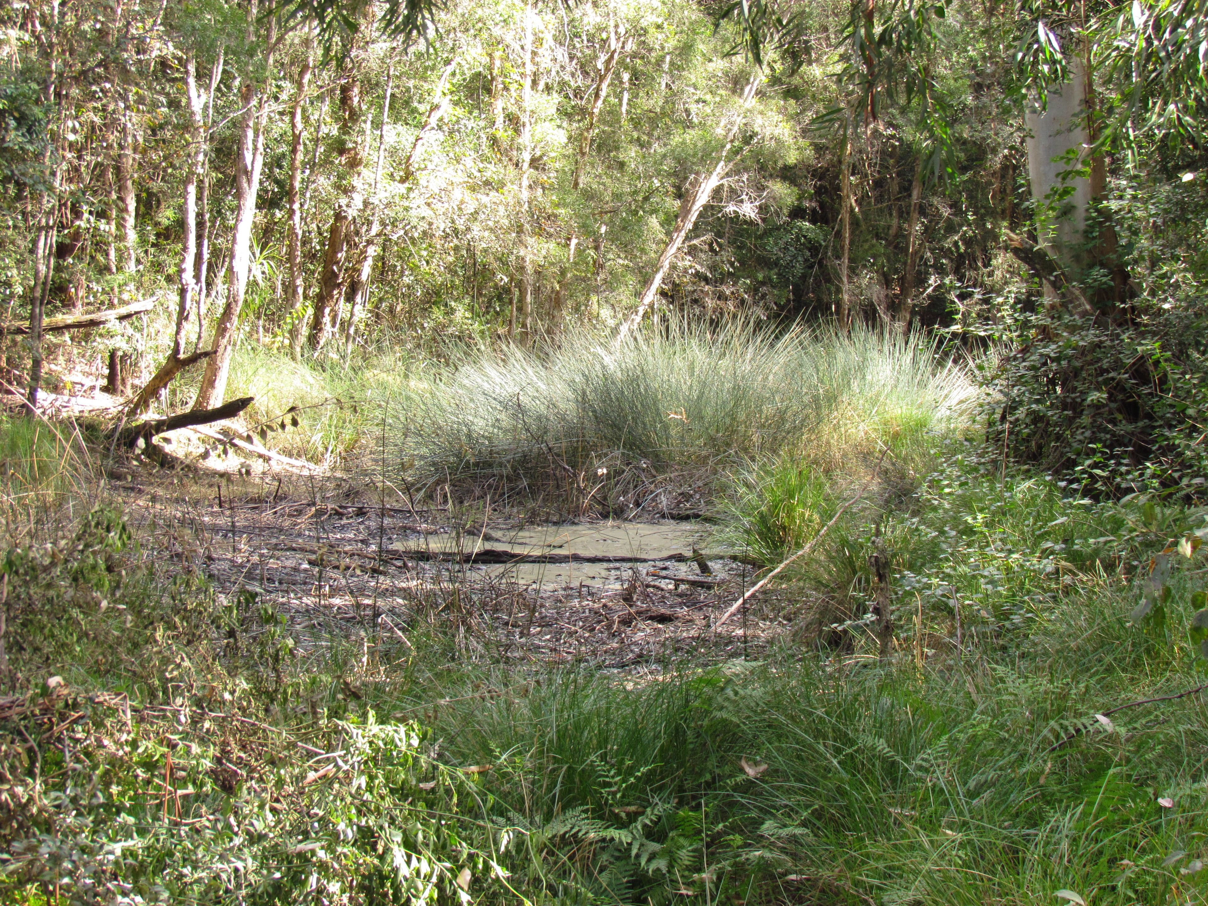 419 Tullymorgan-Jackybulbin Road, Tullymorgan NSW 2463, Tullymorgan - Thumbnail 5