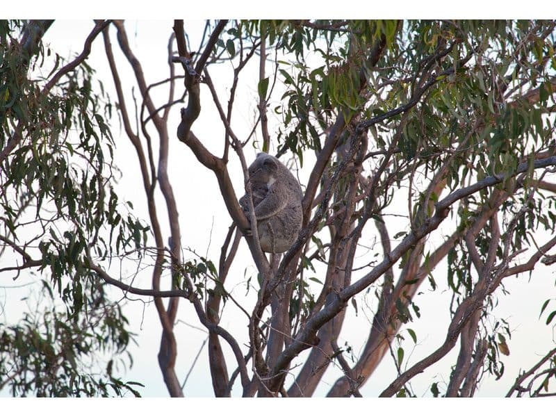 21 Carmody Court, PETRIE QLD 4502, Petrie - Thumbnail 6