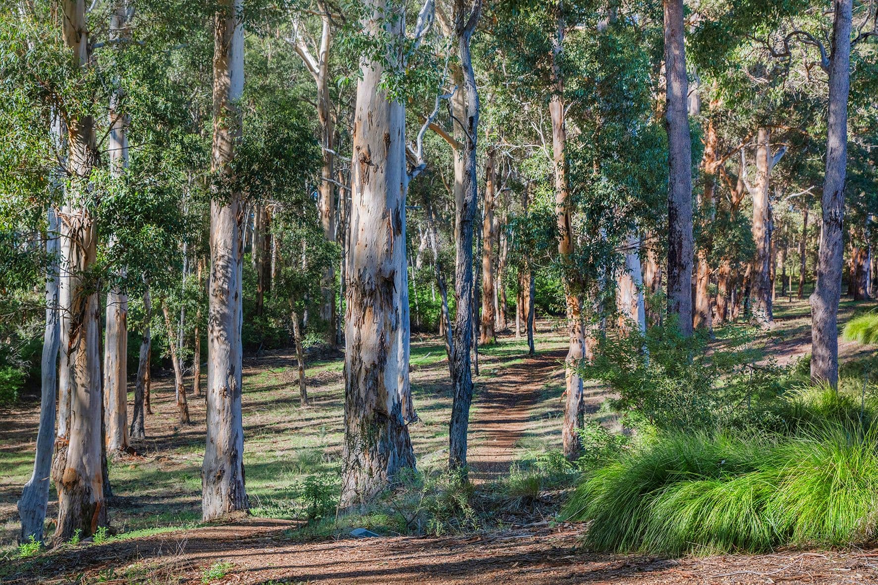 8 Higgins Street, Margaret River WA 6285, Margaret River - Thumbnail 7