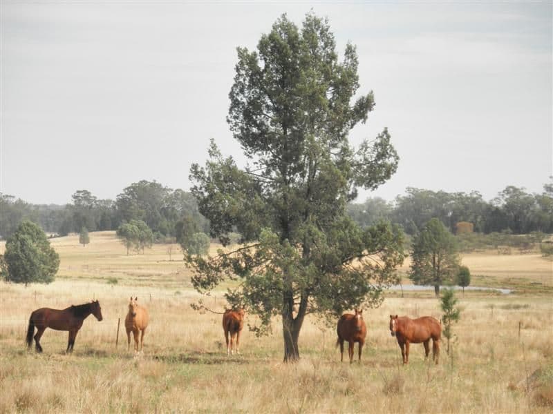 22R Sappa Bulga Road, DUBBO NSW 2830, Dubbo - Thumbnail 3