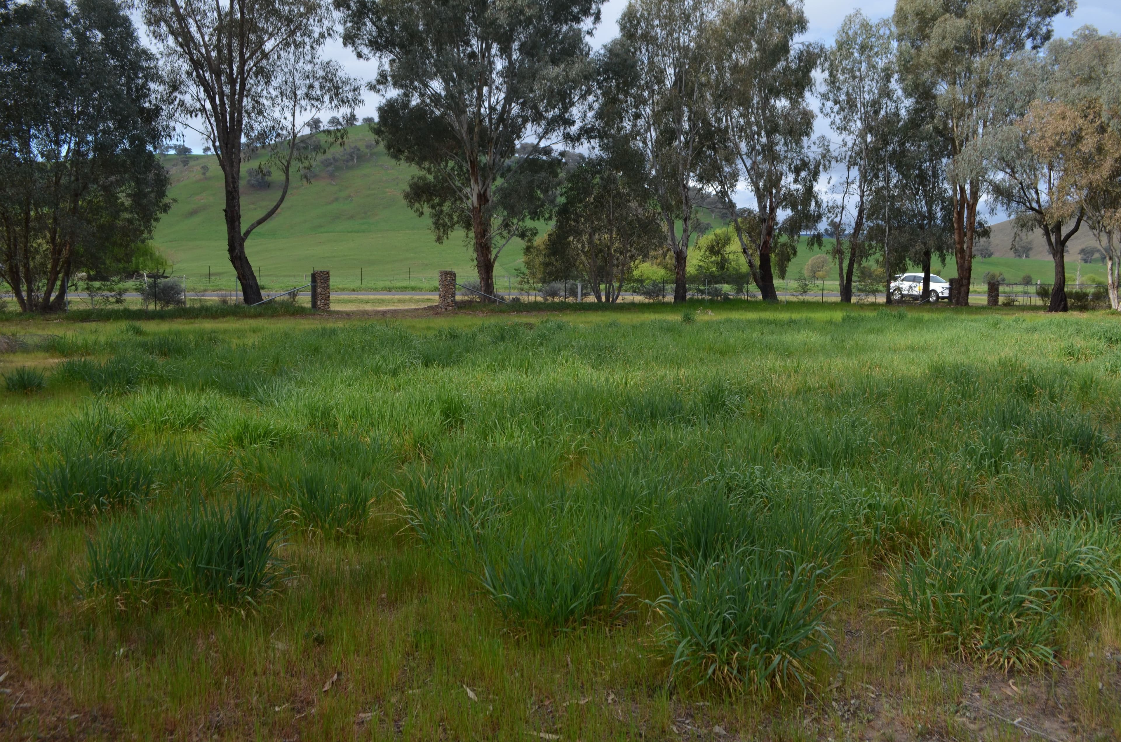 16 Brungle Creek Road, Brungle NSW 2722, Brungle - Image 1