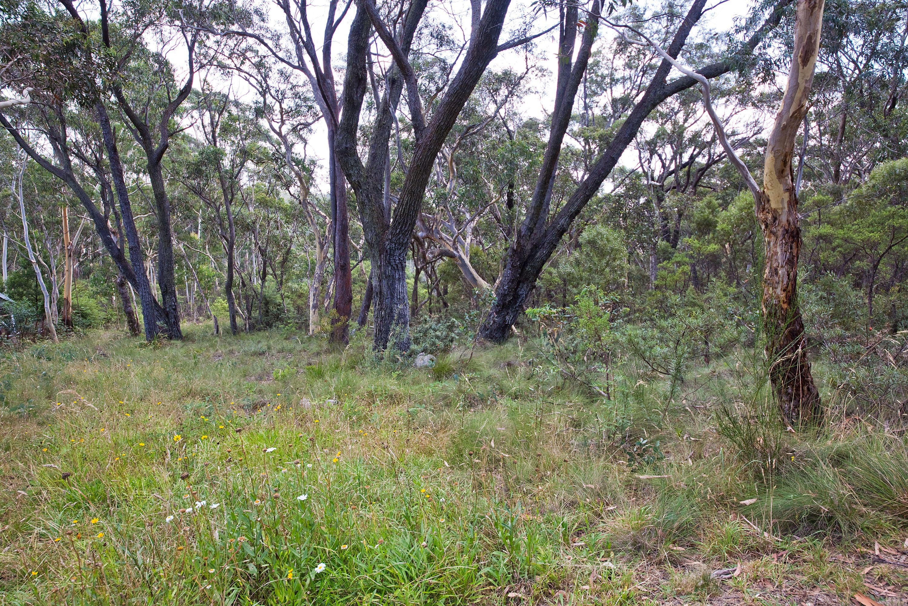 24 Godson Ave (Block 2), Blackheath NSW 2785, Blackheath - Thumbnail 3