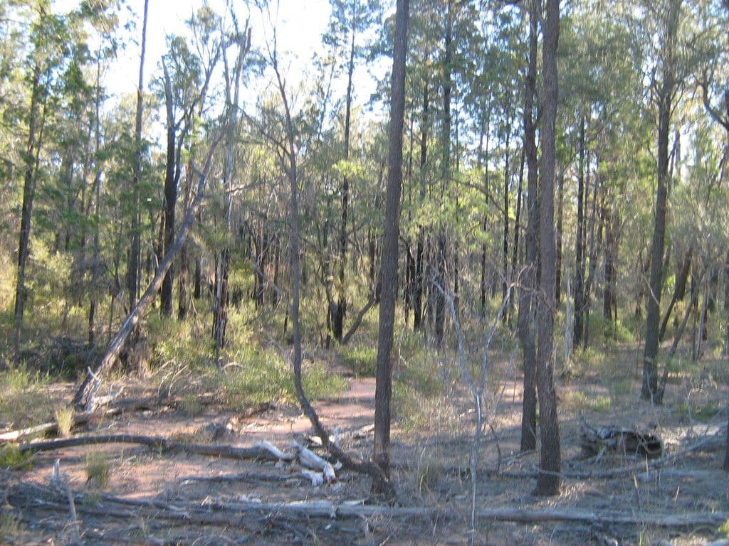Lot 56, 0 Crosbies Road, Goranba QLD 4421, Goranba - Image 1