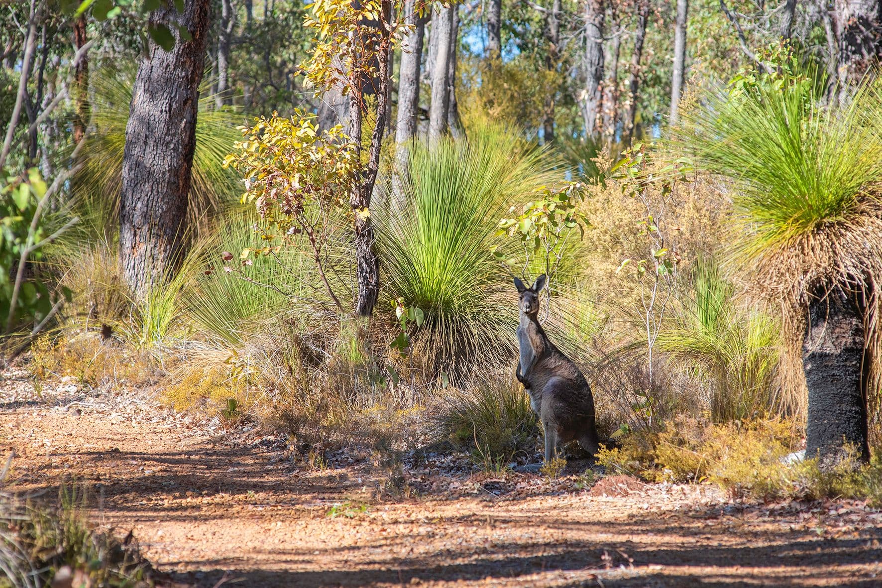 45 Burwood Lane, Yallingup Siding WA 6282, Yallingup Siding - Thumbnail 5