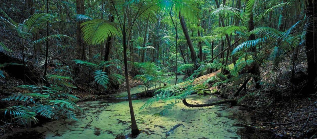 Lot 11 Eastern Forest, Kingfisher Bay Village, Fraser Island QLD 4581, Fraser Island - Thumbnail 2