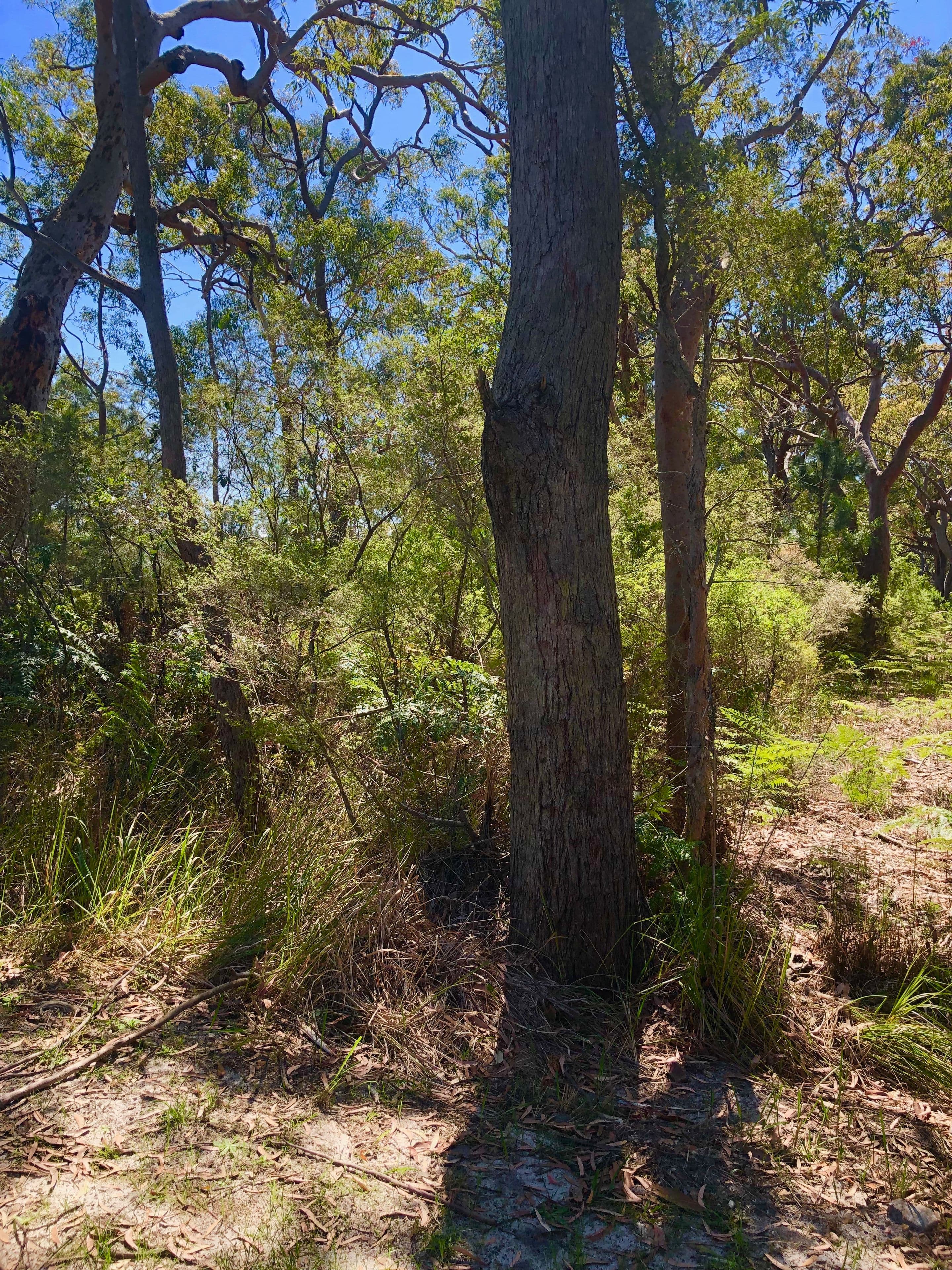 259 Warri Street, Pindimar NSW 2324, Pindimar - Thumbnail 4
