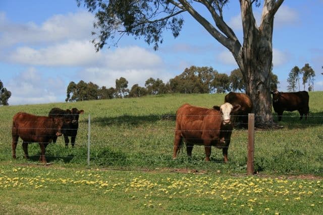 Lot 8 Gaelic Cemetery Road, CLARE SA 5453, Clare - Thumbnail 3