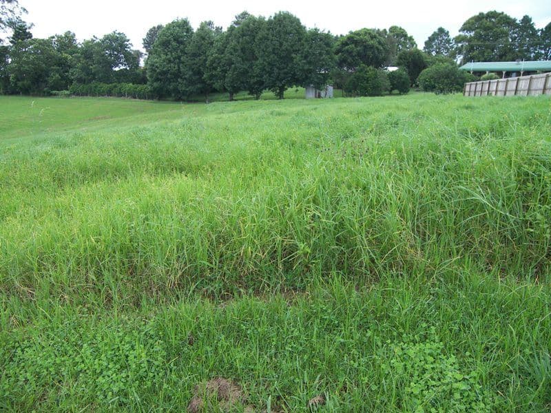 MALENY QLD 4552, Maleny - Image 1