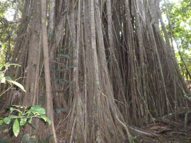 Cooktown QLD 4895, Cooktown - Thumbnail 2
