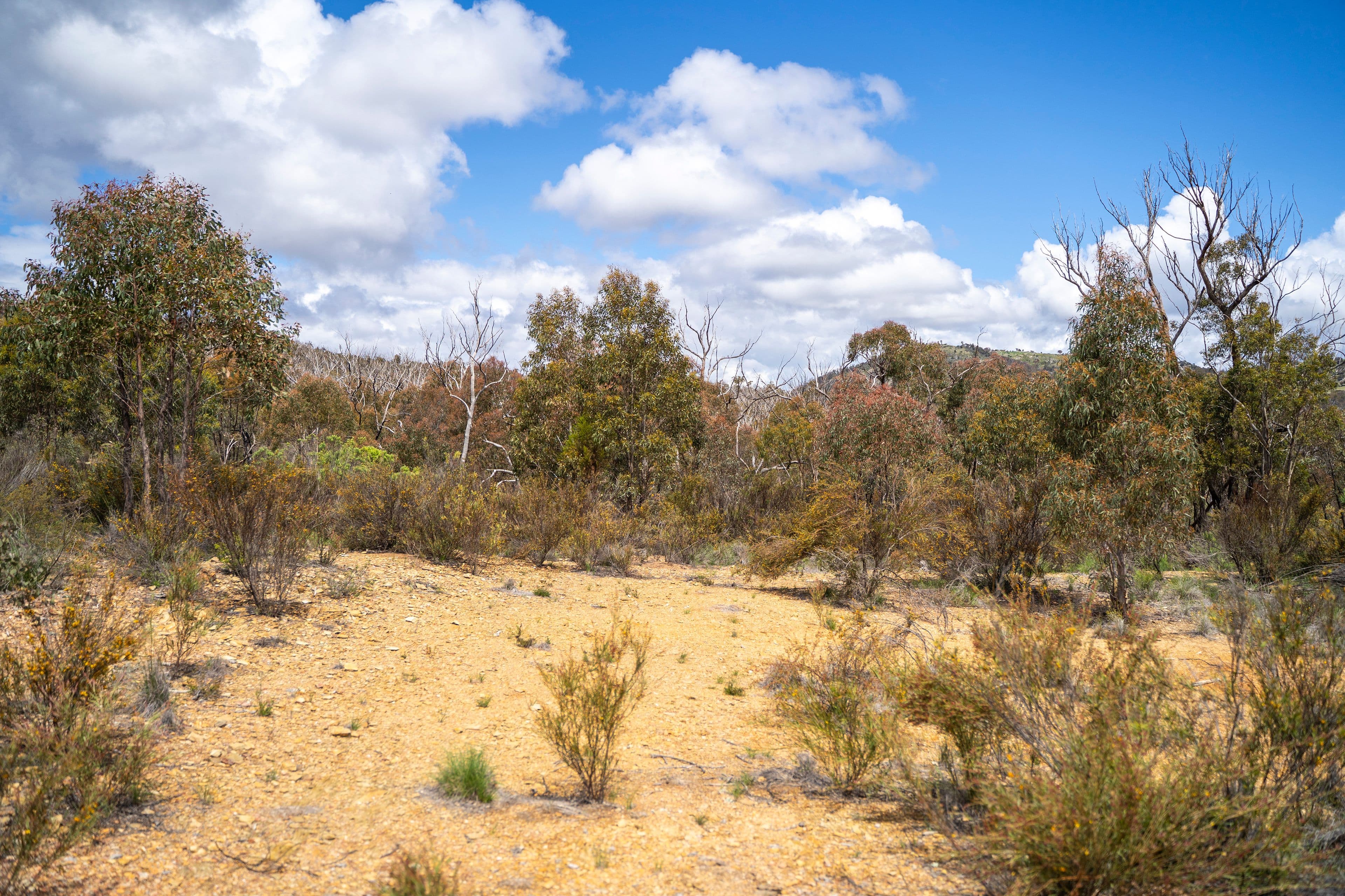 718 Tinderry Road, MICHELAGO NSW 2620, Michelago - Thumbnail 8