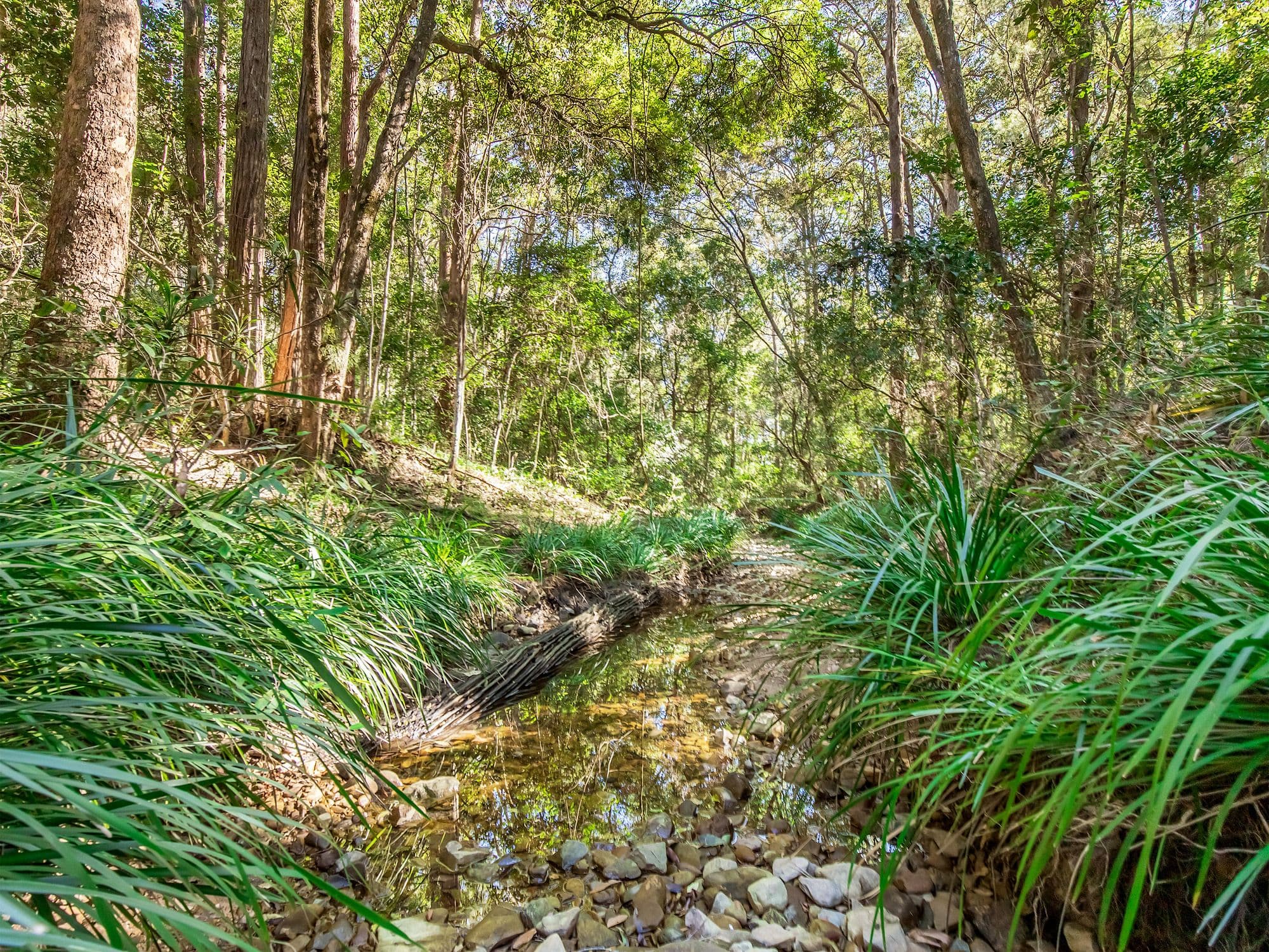 613 Maudsland Road, Maudsland QLD 4210, Maudsland - Thumbnail 3